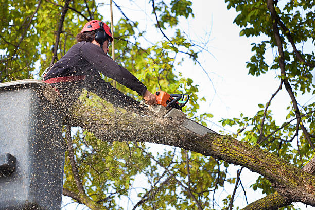 Best Lawn Maintenance Plans  in Roosevelt, NY